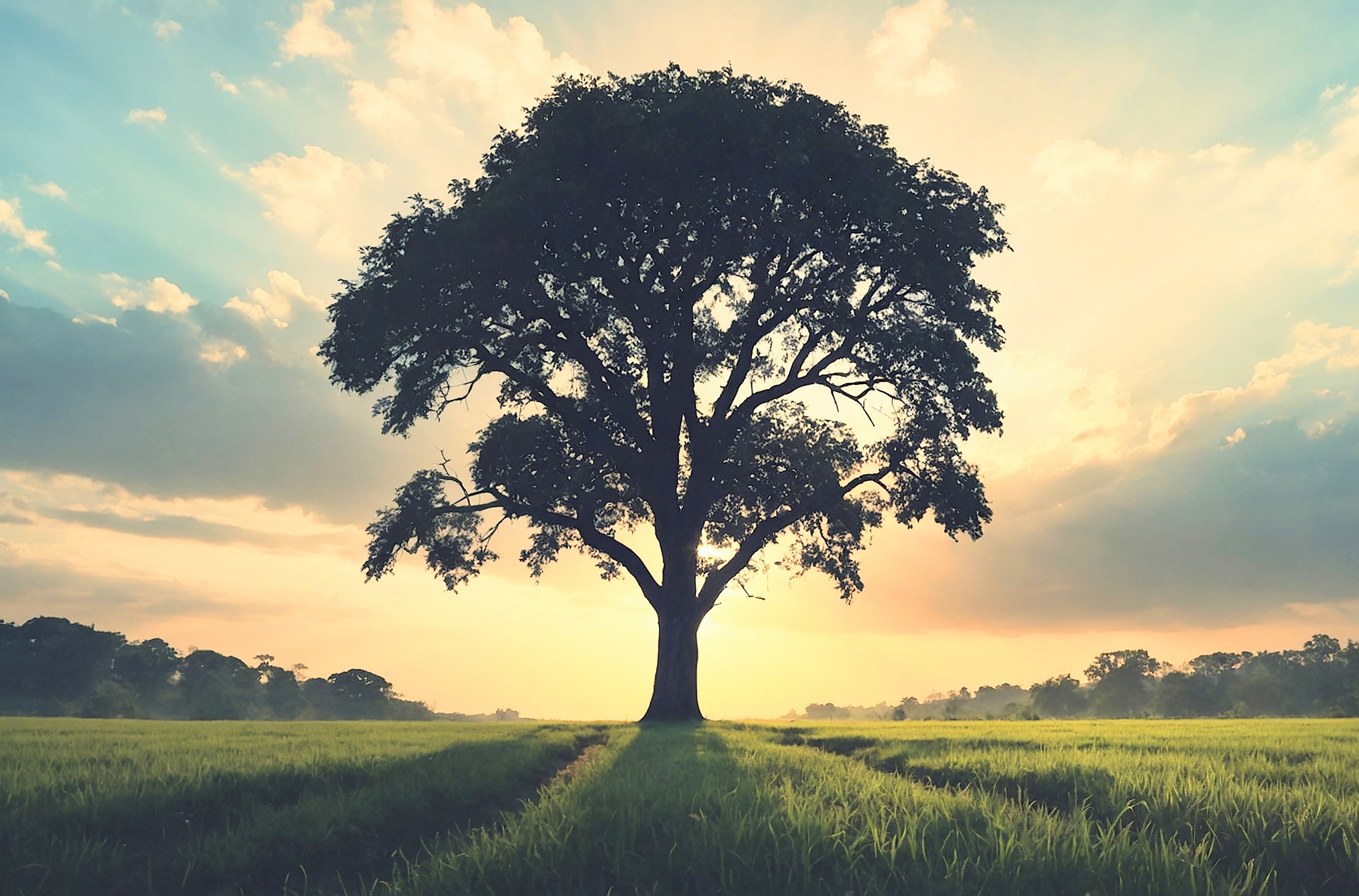 The Surprising Truth About Trees and Carbon Absorption (2026)
