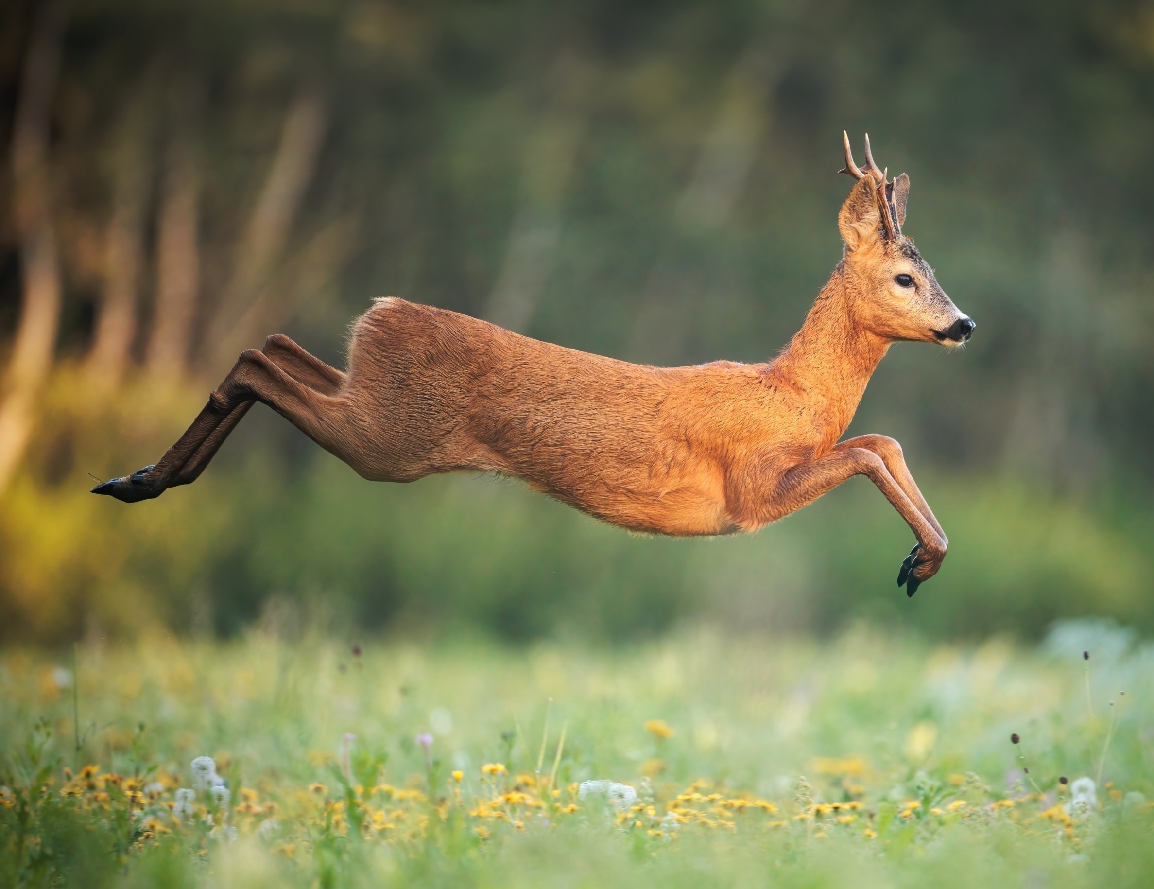 Video Game Lets You Hunt Like a Wolf to Help Science (2026)