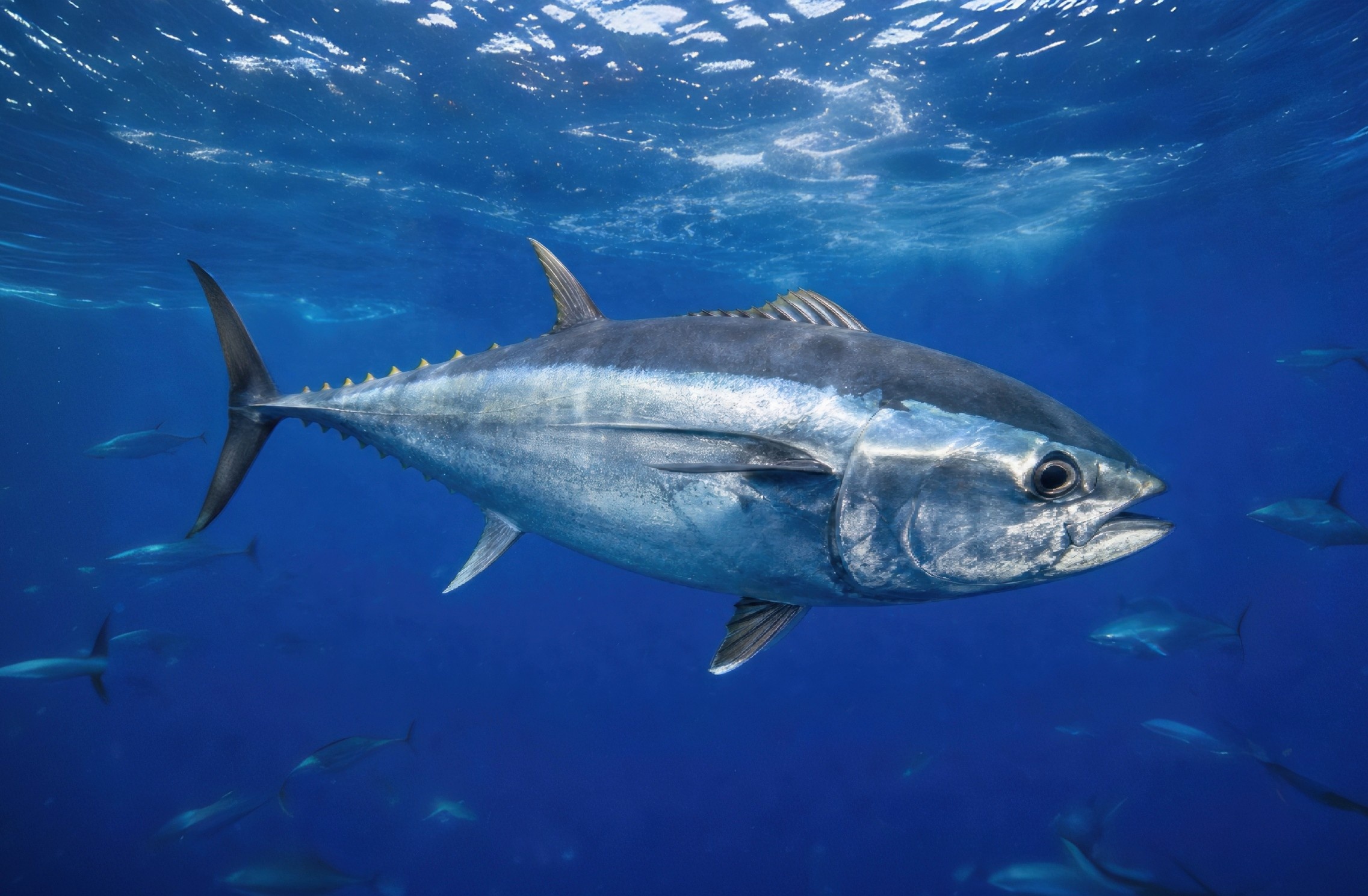 Tuna Evolution: Debunking the Dinosaur Extinction Myth | New Study Explained (2026)