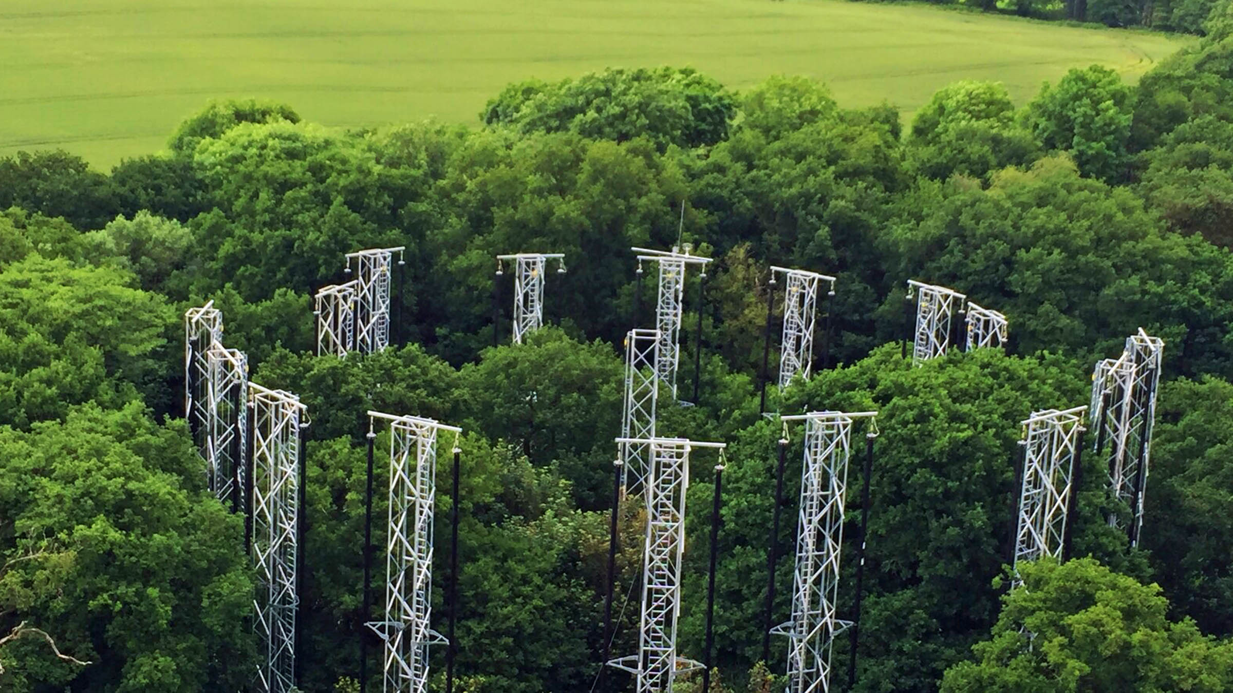 Forest Experiment: How Trees Adapt to Rising CO2 Levels (2026)