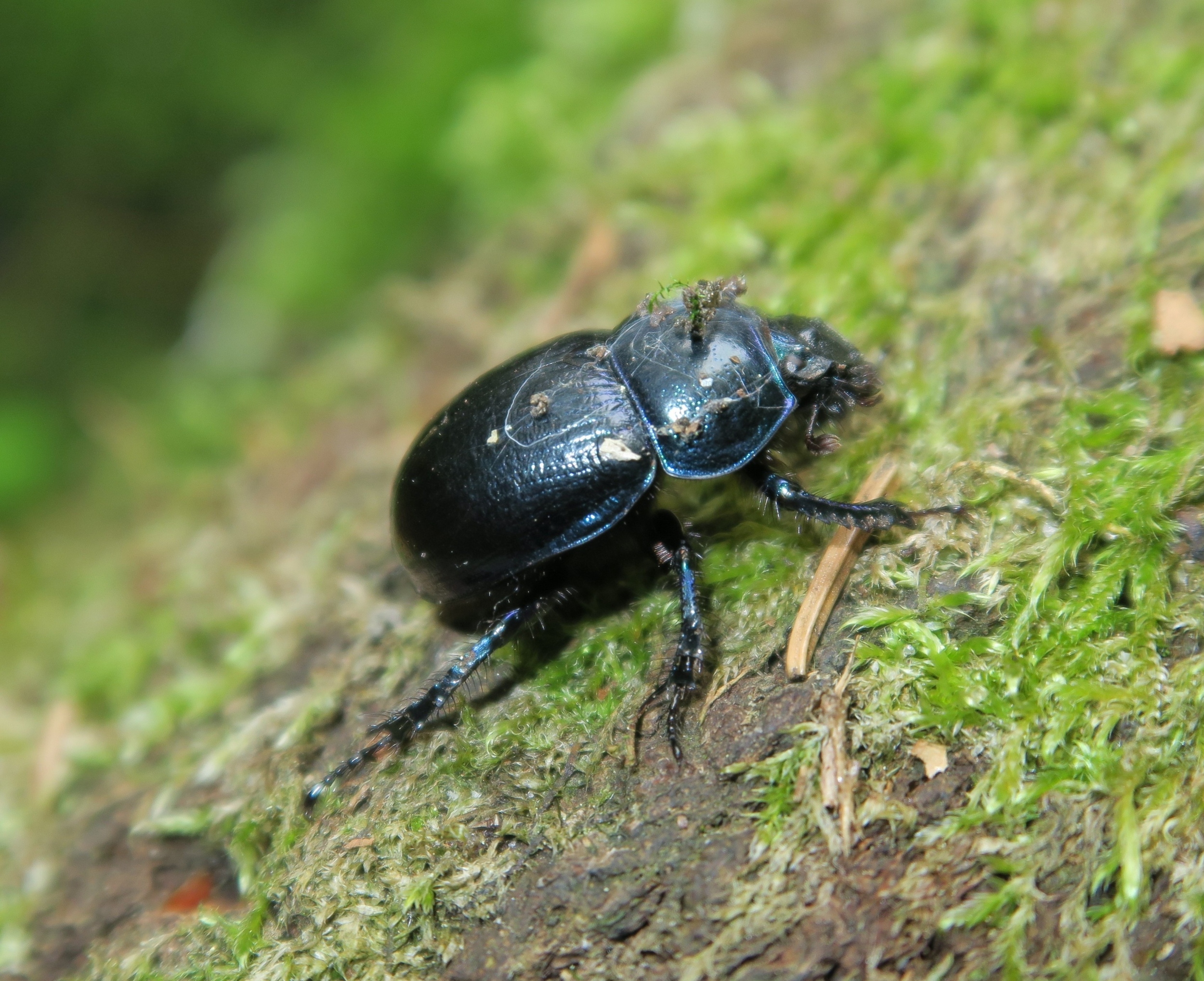 Tiny Gardeners: How Slugs, Beetles & Crabs Secretly Grow Forests (2026)