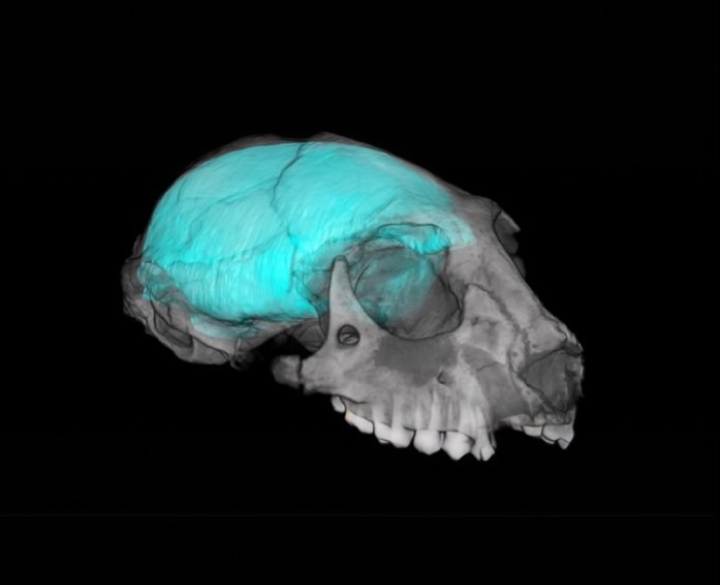 Primate Brain Evolution: Vision, Not Intelligence, Drove Growth (2026)