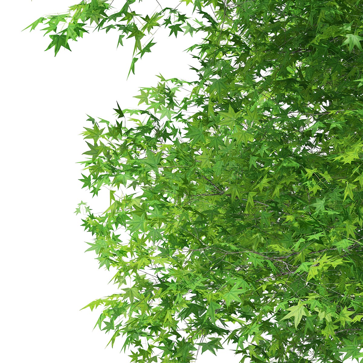 The Most Dangerous Tree In The Suburbs American Orchard