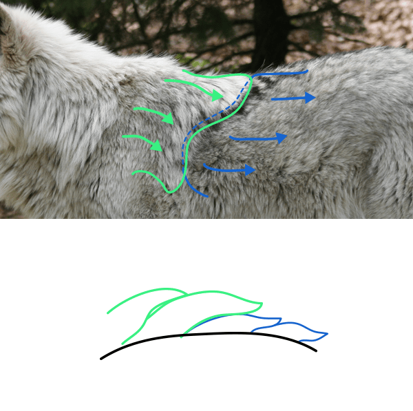 как нарисовать шкуру медведя