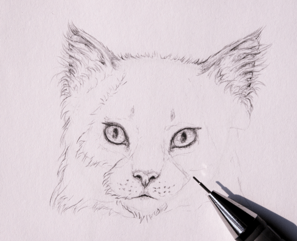как нарисовать шерсть кошки