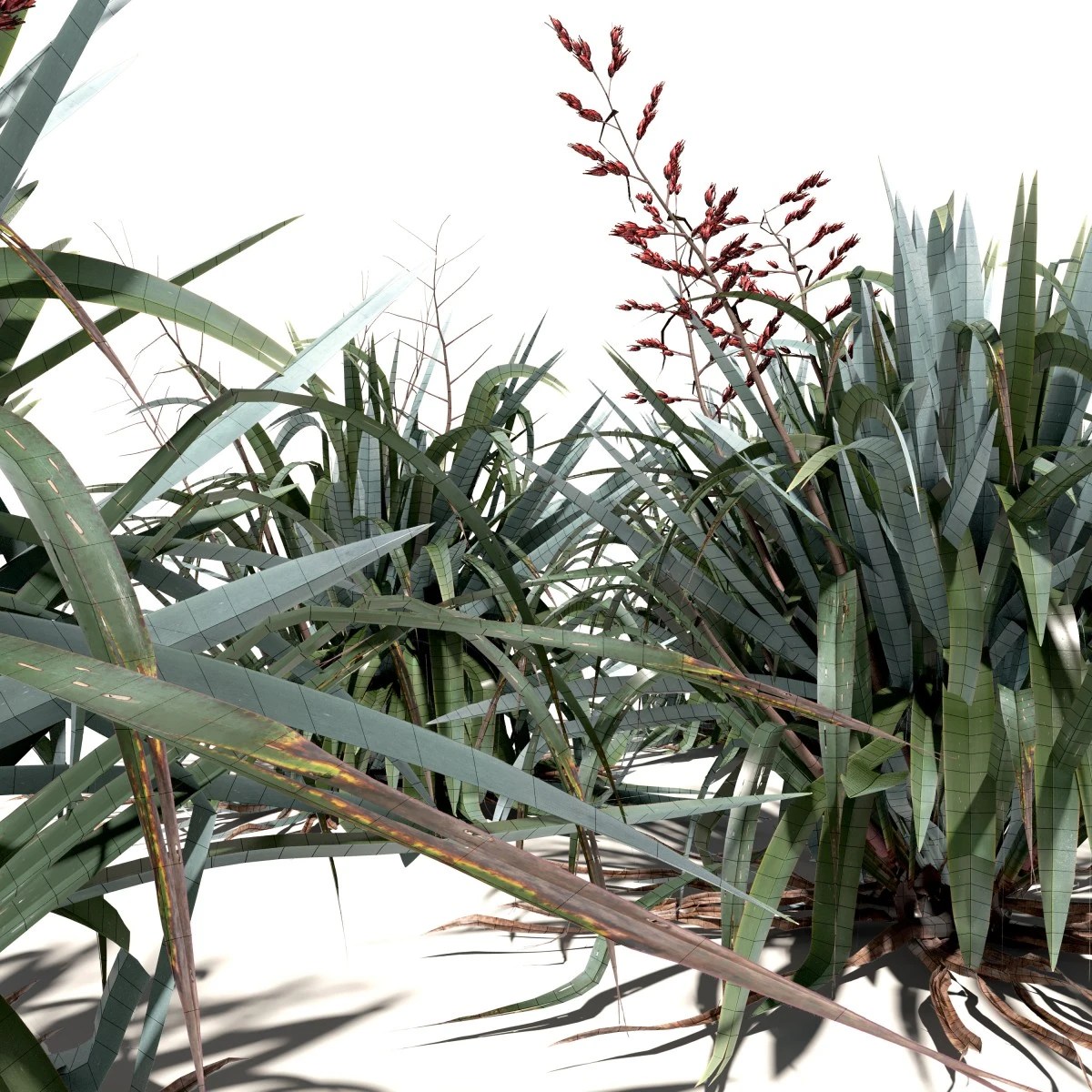 New Zealand Flax Phormium Tenax 3d Model For Vray