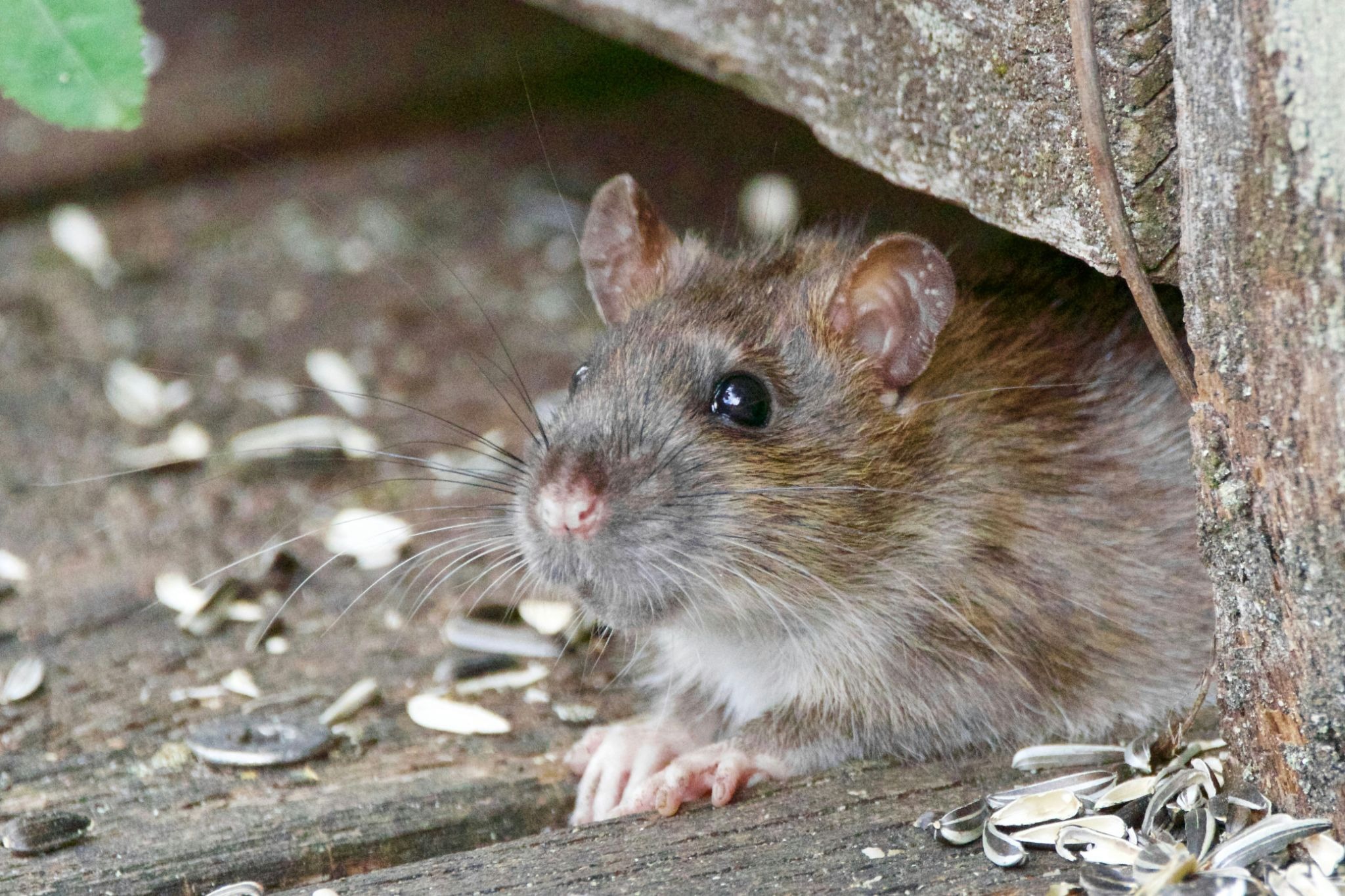 So I hear we have a rat problem…