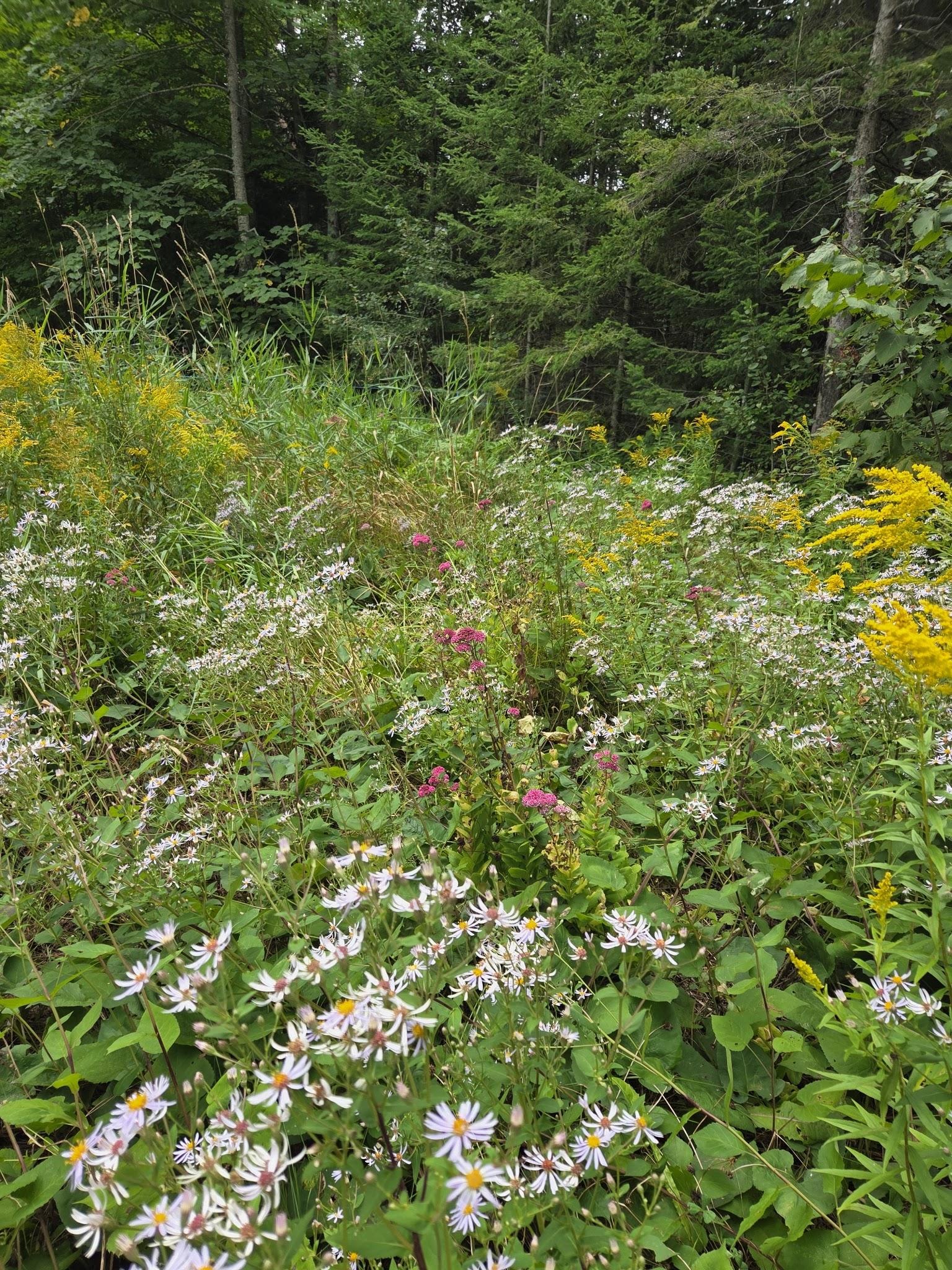 Green Burials: A Natural Option for Your Final Resting Place