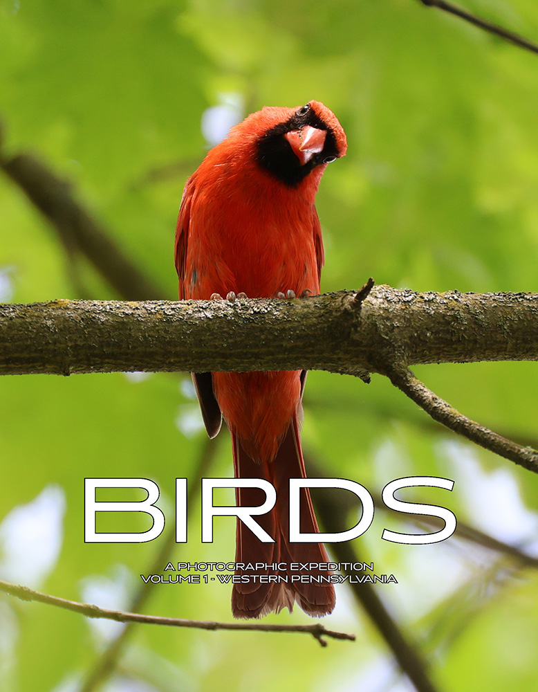Birds: A Photographic Expedition Volume 1 – Western Pennsylvania