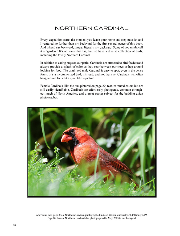 Birds: A Photographic Expedition Volume 1 – Western Pennsylvania