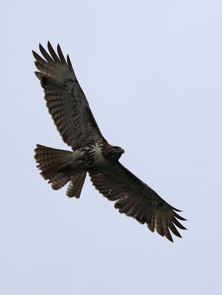 Birds: A Photographic Expedition Volume 1 – Western Pennsylvania