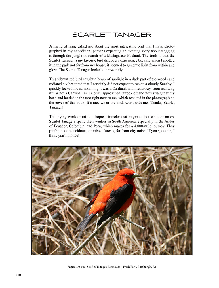 Birds: A Photographic Expedition Volume 1 – Western Pennsylvania
