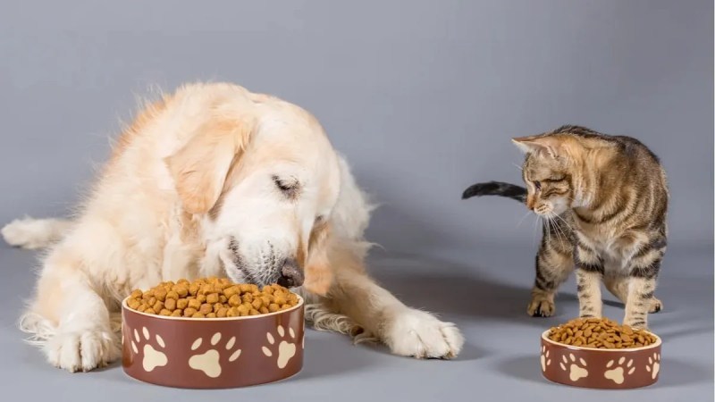 En las próximas semanas podría faltar alimento para las mascotas por el cepo al dolar