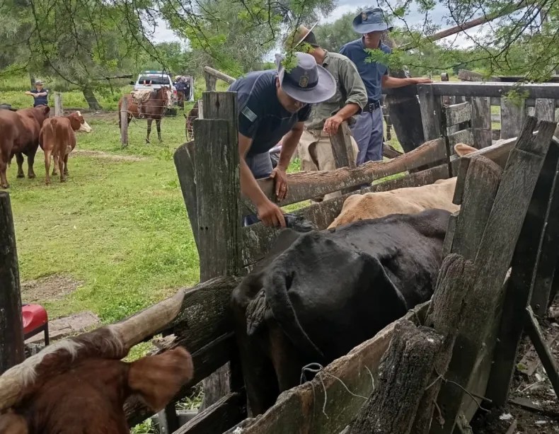Desarticulan una peligrosa banda dedicada al cuatrerismo en el interior del Chaco: Dos detenidos