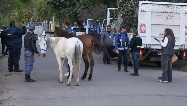 Resistencia intensifica los controles contra la tracción a sangre: secuestran dos caballos explotados como fletes