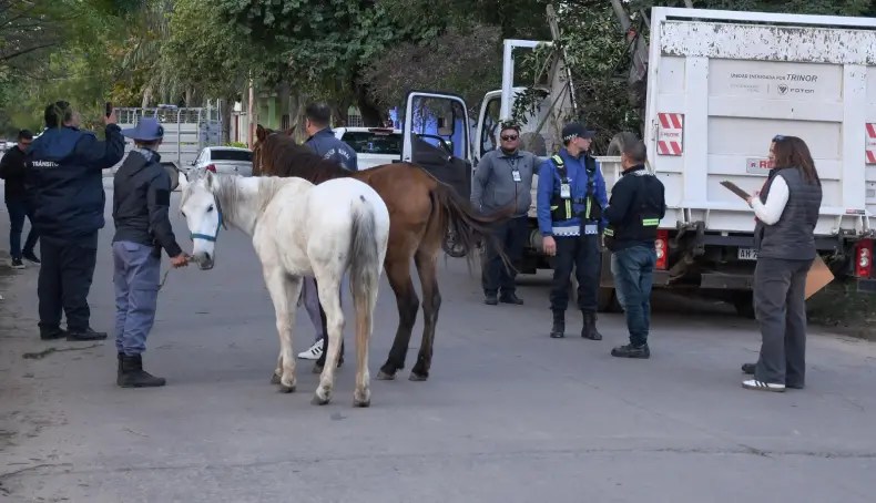 Resistencia intensifica los controles contra la tracción a sangre: secuestran dos caballos explotados como fletes