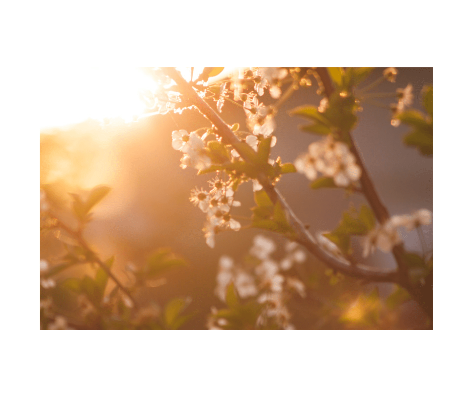 Springing Forward using Chinese Medicine