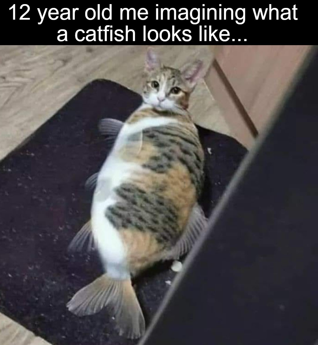 Seas the day and add a little extra laughter to your summer with these summer memes. Catfish Animals