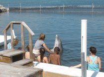 19 - Dolphins with Gallery Particpants 19 - Dolphins with Gallery Particpants