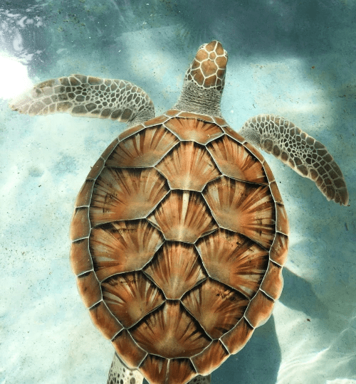 Green sea turtle​
