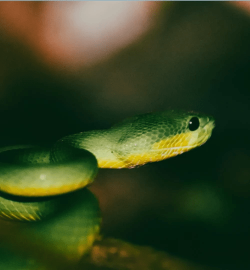 Green pit viper​
