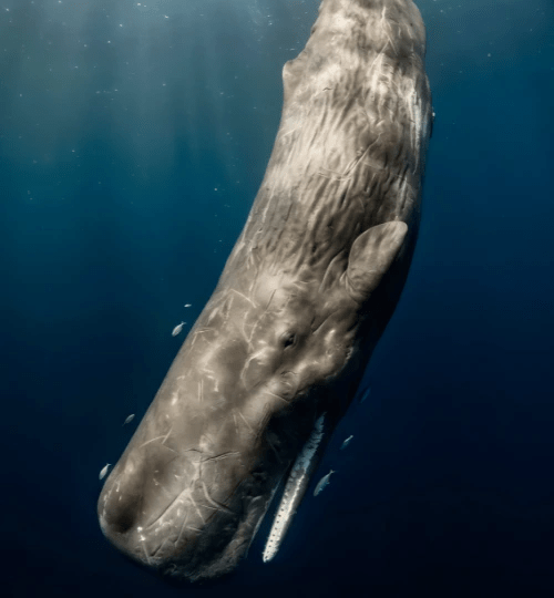 Sperm Whale