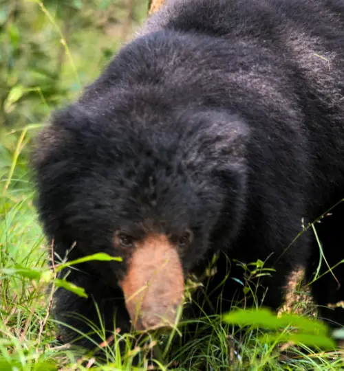 Sri Lankan sloth bear