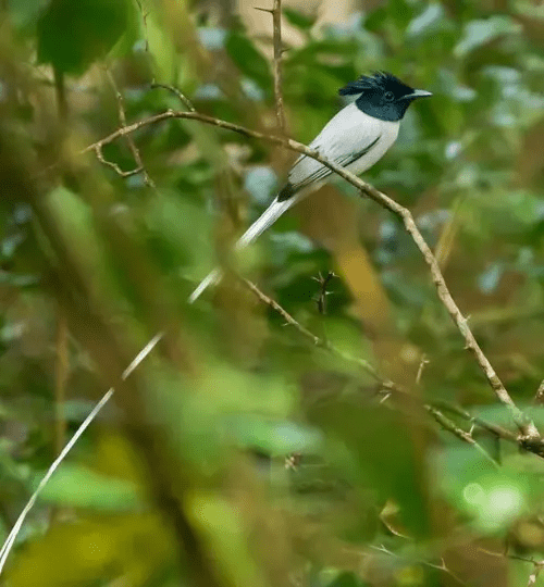 Ceylon paradise-flycatcher​ (White)