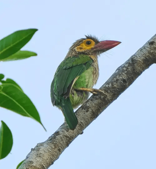 Yellow-fronted barbet