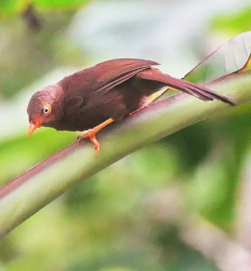 Sri Lanka rufous babbler