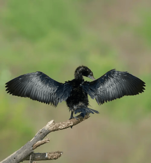Little cormorant