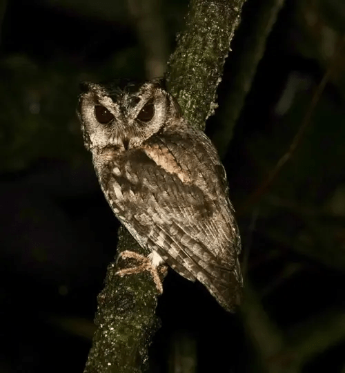 Brown fish owl