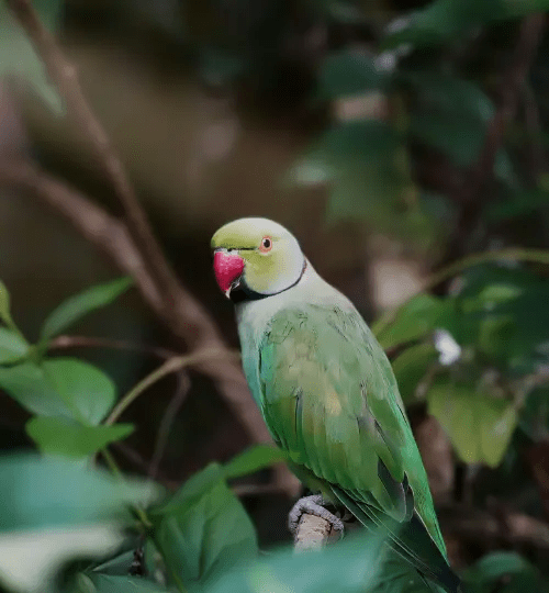 Layard's parakeet​