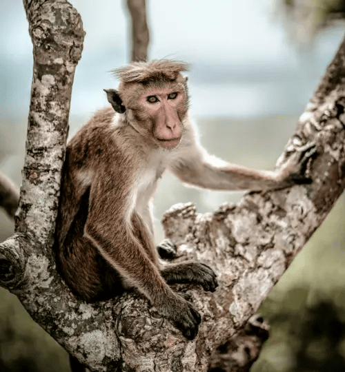 Toque macaque​