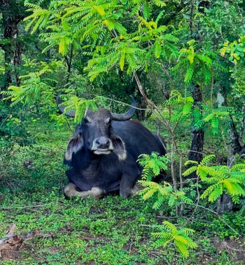 Sri Lankan wild buffalo