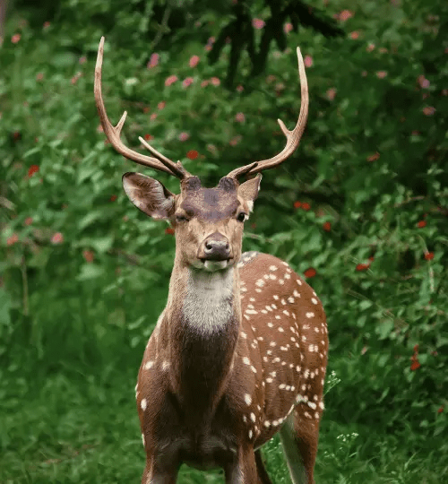 Sri Lankan axis deer