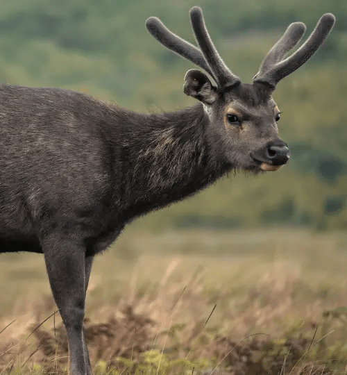 Sri Lankan sambar deer