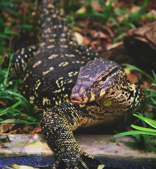 Water monitor lizard​