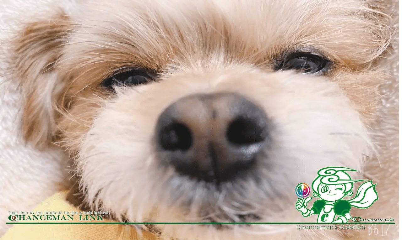 コテチは・・かくれて・・