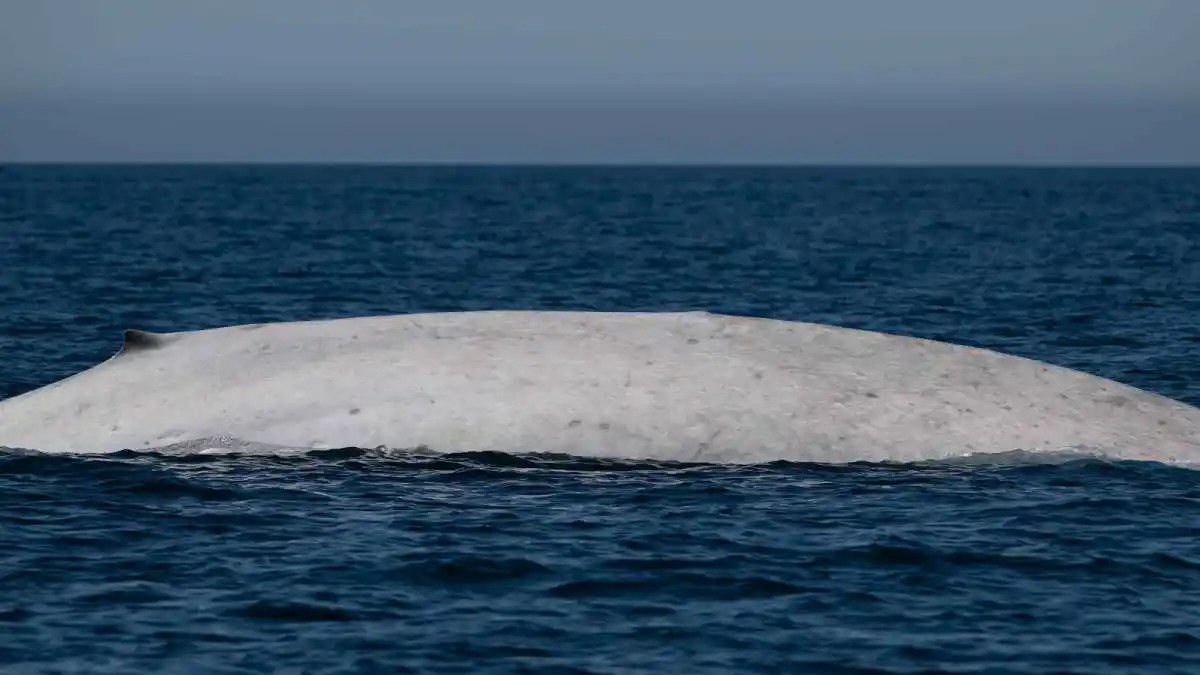 Avistan ballena azul albina en Baja California Sur
