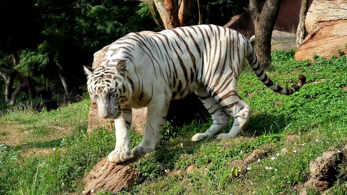 Autoridades buscan a tigre de Bengala en el Estado de México