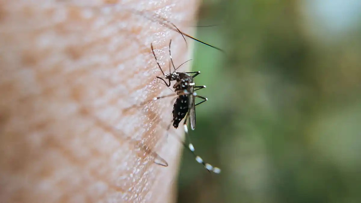 Tabasco suma tres muertos por dengue en 2026