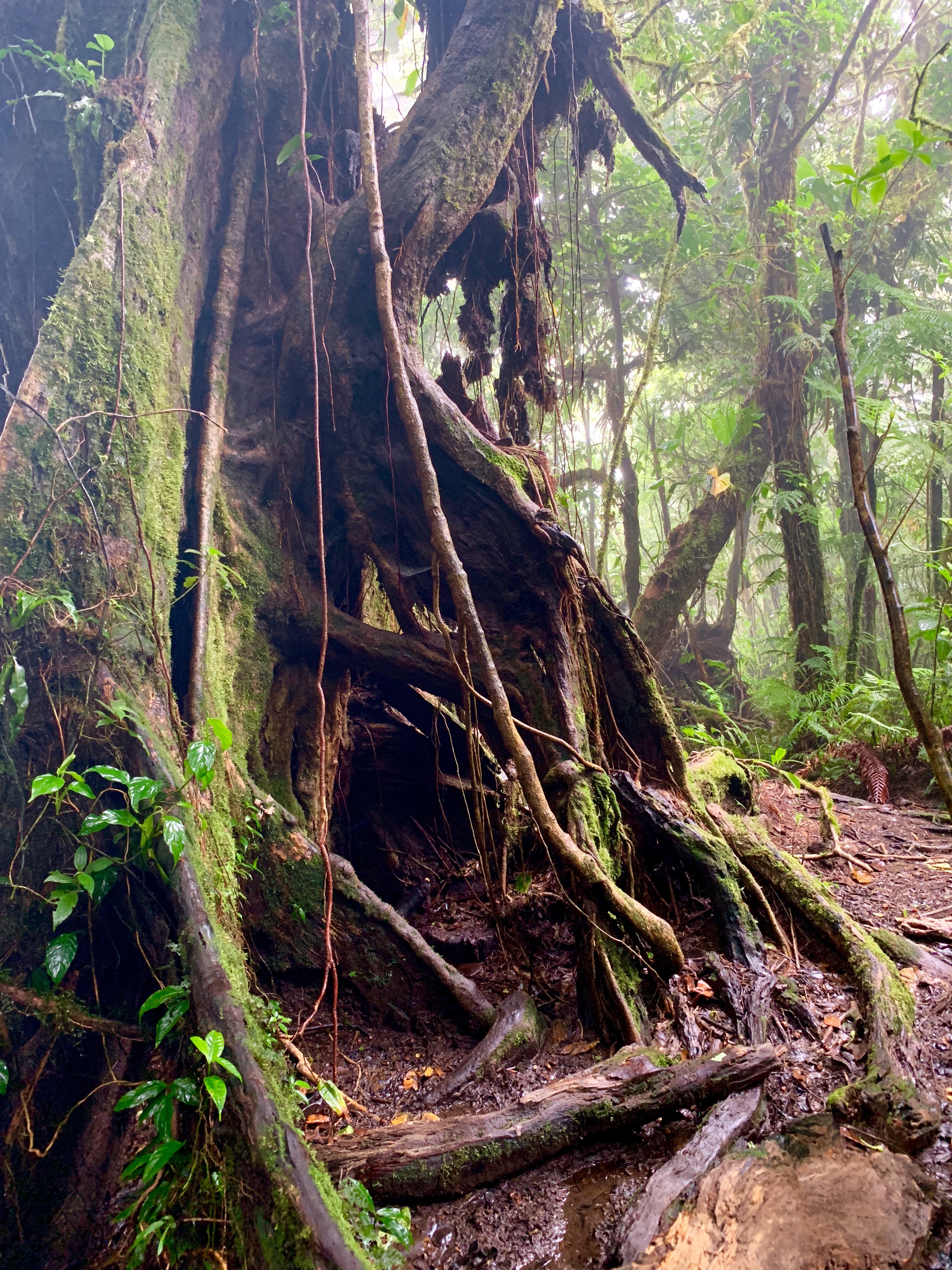 Monte Verde Cloud Forest