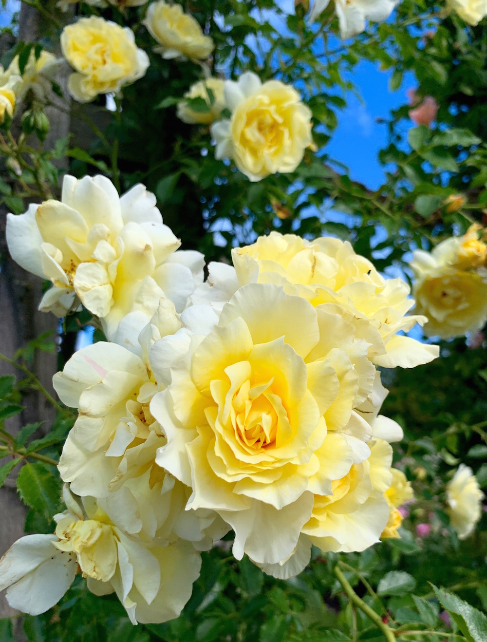 Queen Mary's Rose Garden