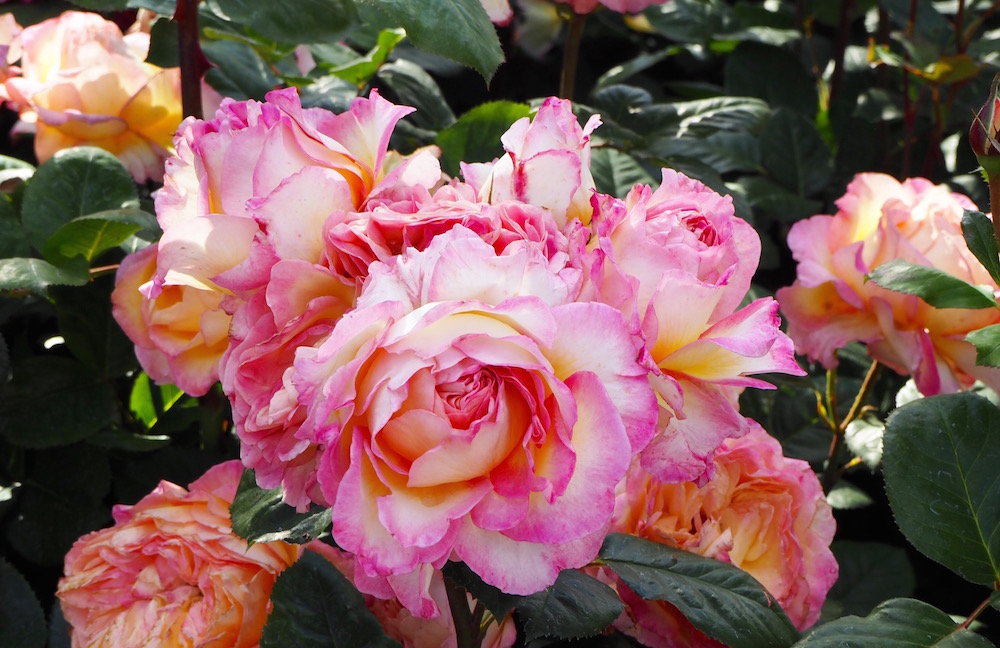 Quiet London Queen Mary's Rose Garden Changing Pages