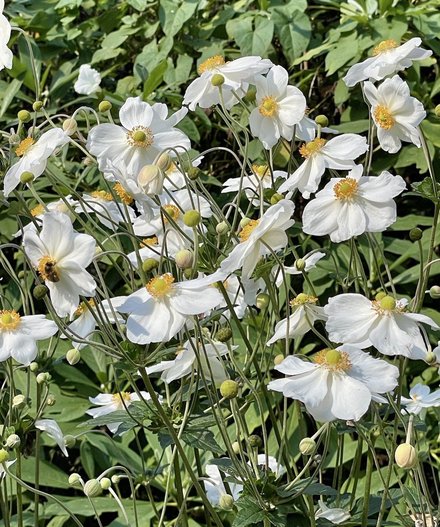 St John's Lodge Gardens