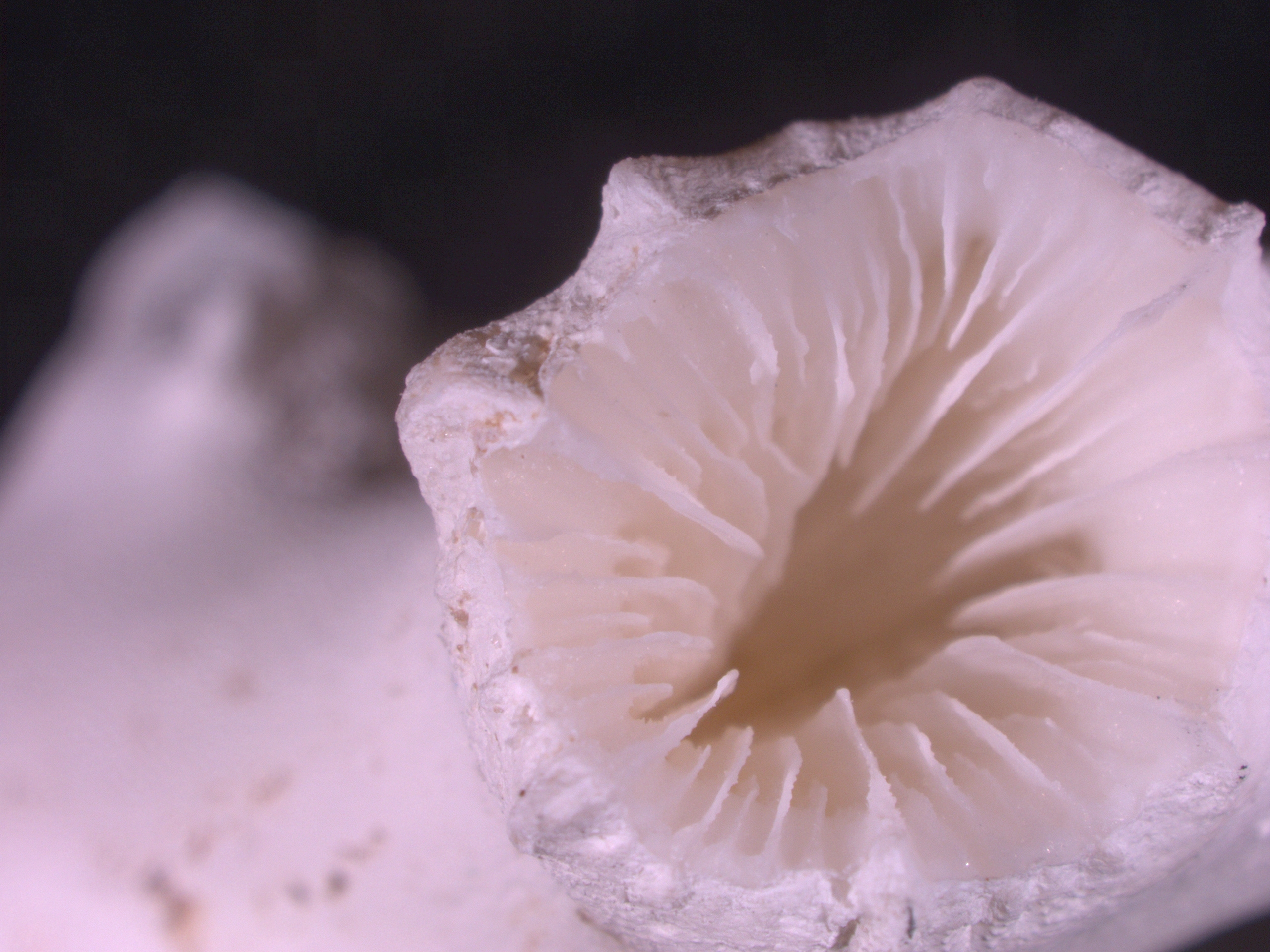 Into the Deep: Experimenting on Cold-Water Corals