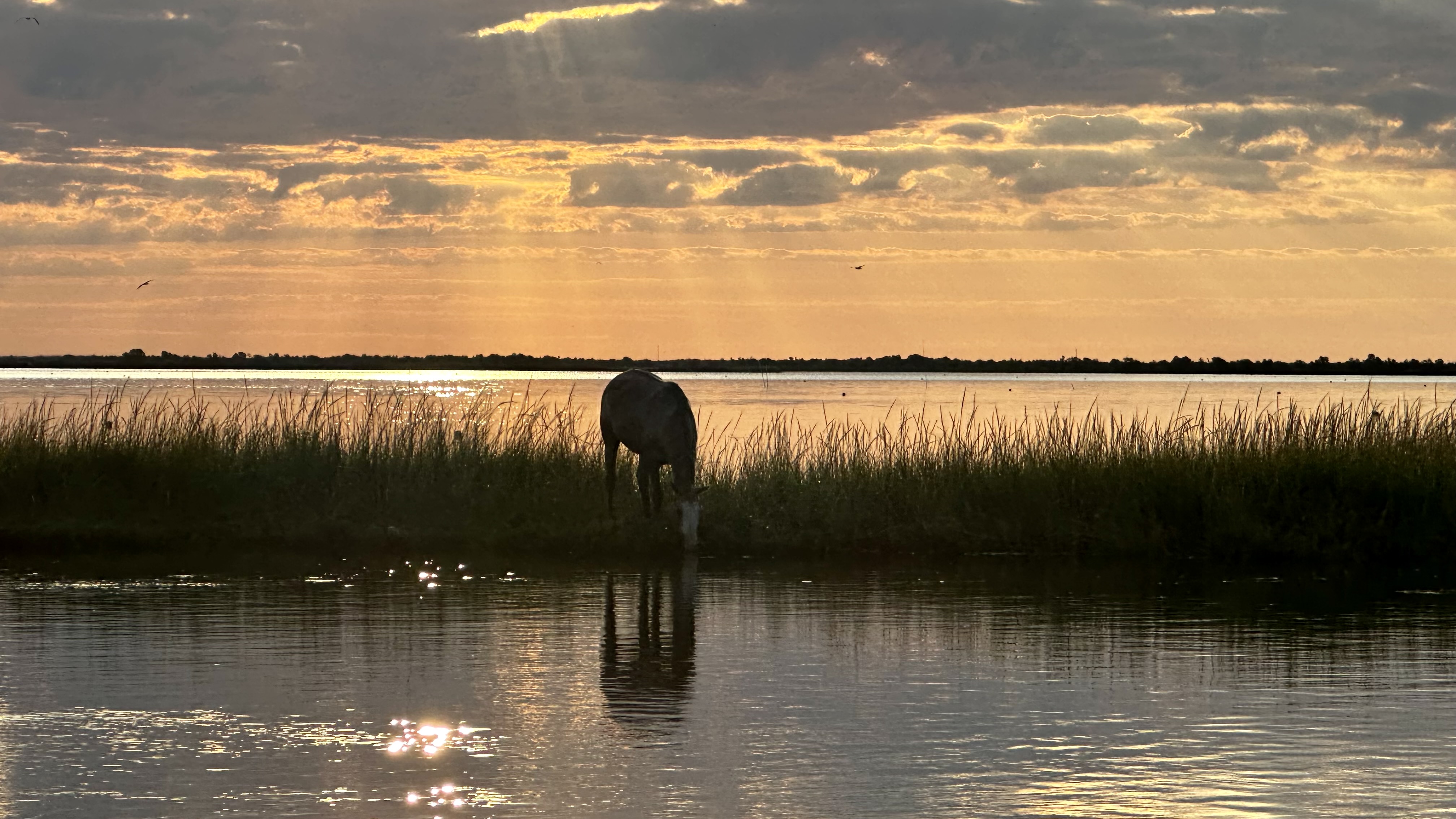Cocodrie, Pointe Aux Chenes,