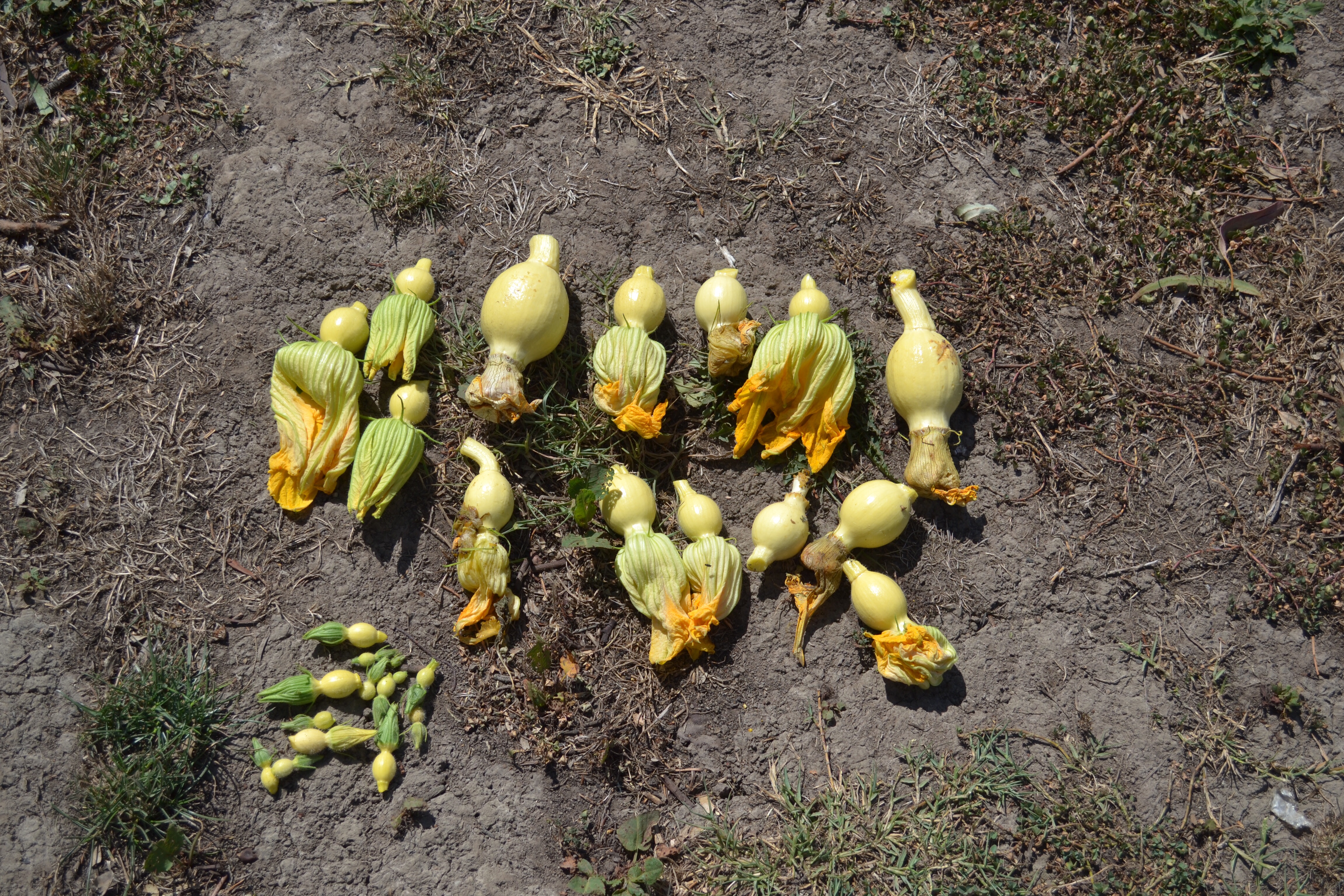 Daily picked baby pumpkins