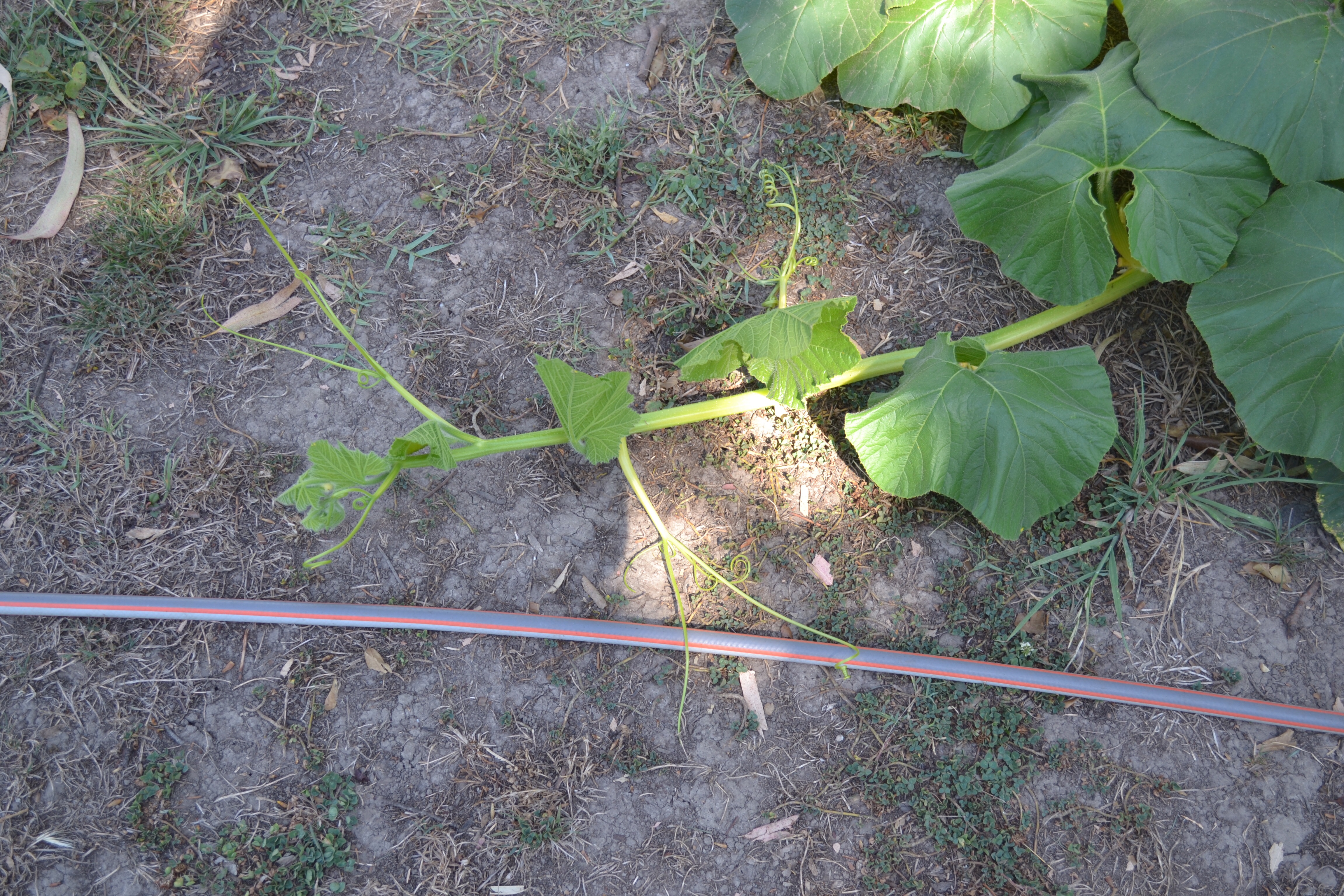 It just keeps running. Don't know where it want to go.